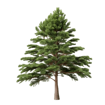pngtree-pine-tree-isolated-on-white-background-png-image_12250543.png